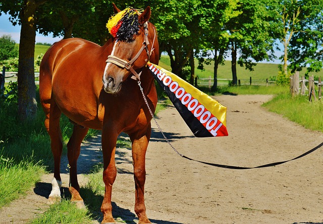 膝蓋傷病 膝蓋傷病